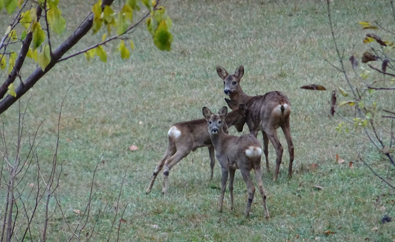 Capreolus capreolus ( femmina con femmine )